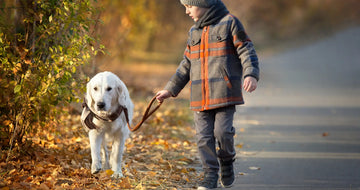 A white labrador with a thick fluffy coat walks on a leash featuring pet accessories in the ultimate pet accessories guide