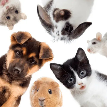 A charming collage of small pets including a kitten, puppy, bunny, hamster, and guinea pig in the RoyalEssenceLux ultimate pet collection.