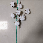 White 8 Cotton Branches