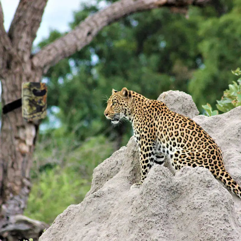 a sleek golden-yellow leopard with dark rosette spots sits atop a rugged gray rock captured by a waterproof 1080p trail camera with night vision capabilities