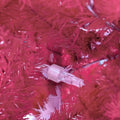 A clear plastic christmas light bulb nestled in vibrant red artificial branches on a 6 foot articulated fir tree with led lights
