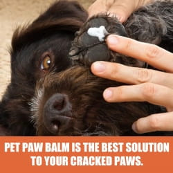 A hand gently holds a black dogs paw with natural white pet foot care cream applied to its cracked pads for effective foot care.