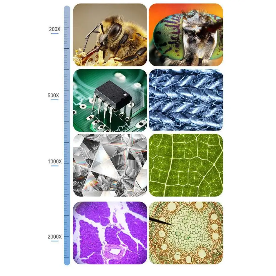 Microscopic views including bee head and leaf veins displayed on a 7 inch hd touchscreen digital microscope royale essence lux