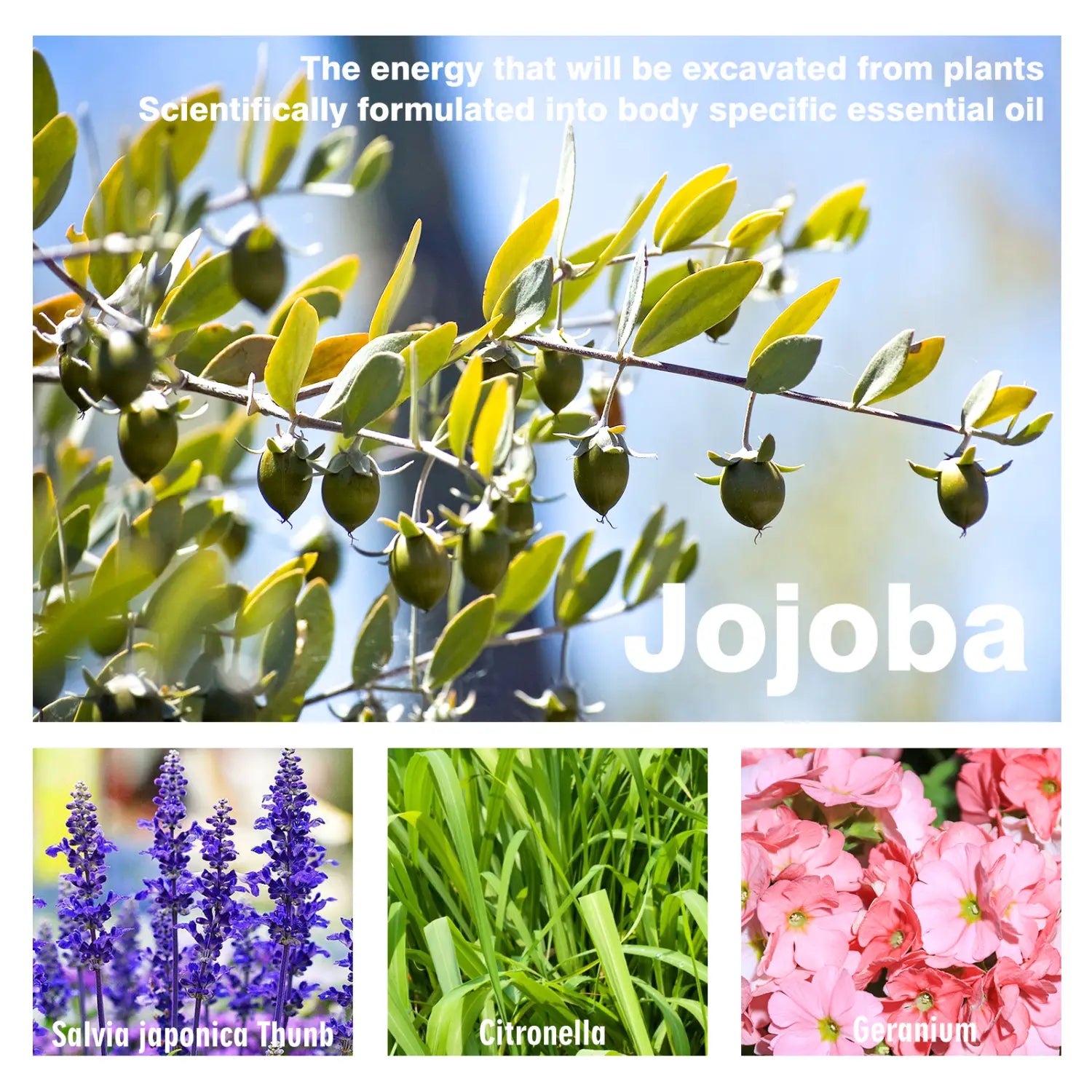 beauty ball essential jojoba essential oils bottle with green fruit-bearing jojoba plant branches used for breast firming massage