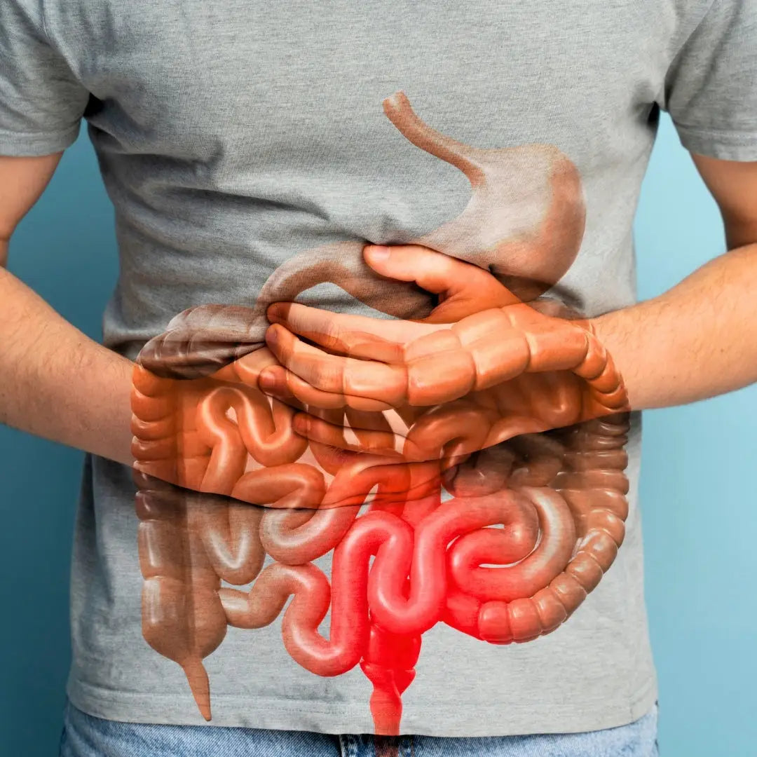 a detailed anatomical illustration of the human digestive system highlighting the stomach and intestines in brownish tones with a red section, used to promote the super colon cleanse capsule 30 count as a cleanse capsule product.