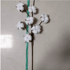 White 8 Cotton Branches