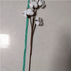 White 5 Cotton Branches