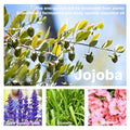 Green jojoba plant leaves and dark green fruits used in beauty ball essential oils breast firming massage product