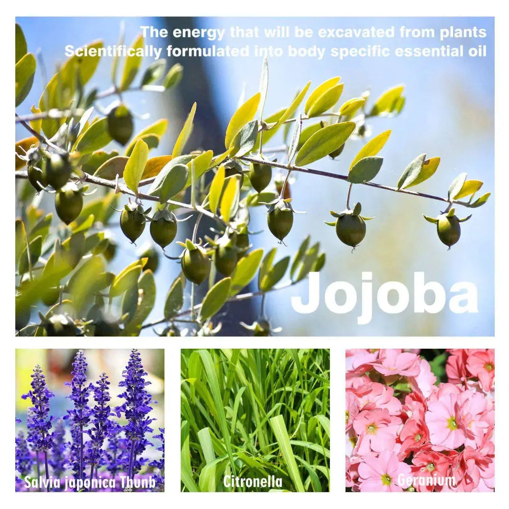 Green jojoba plant leaves and dark green fruits used in beauty ball essential oils breast firming massage product