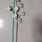 White 7 Cotton Branches