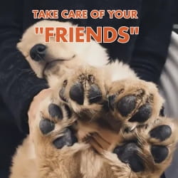A fluffy tan puppy paw with black pads held gently in hands demonstrating natural pet foot care cream for effective pet foot care.