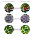 A purple and gray succulent under a dual arm clip on led grow light with remote ideal for indoor plant growth