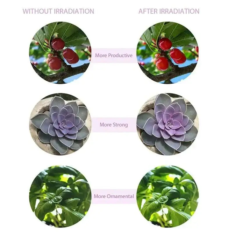 A purple and gray succulent under a dual arm clip on led grow light with remote ideal for indoor plant growth