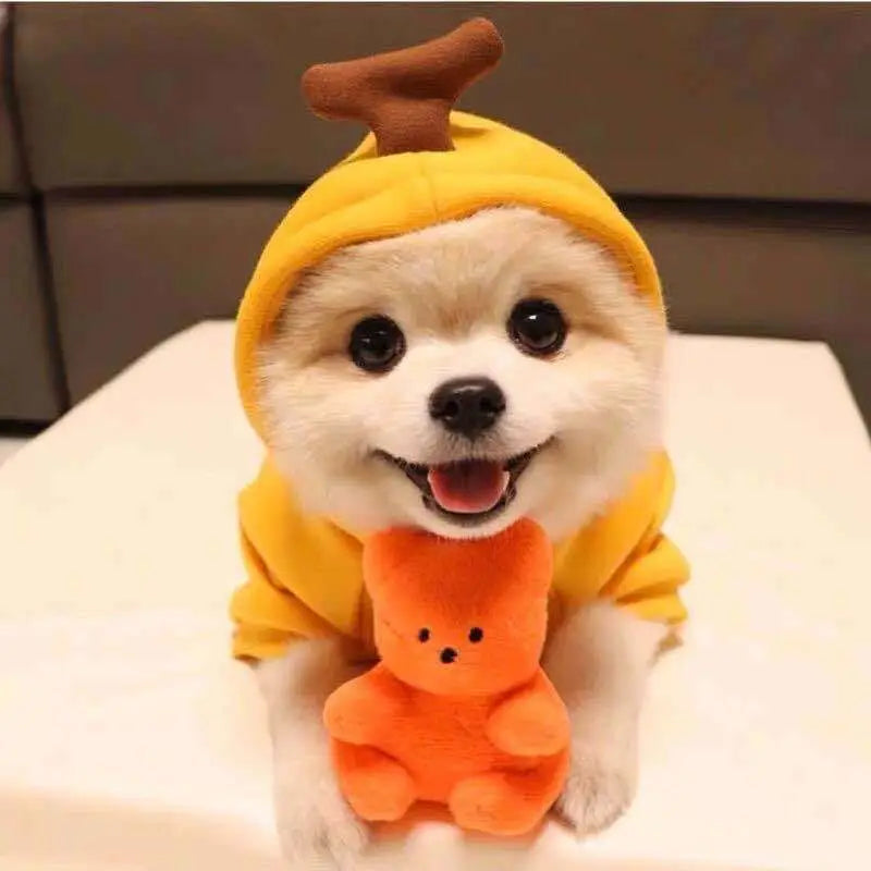 A fluffy white dog wearing bright yellow frog plush fruit dog clothes small dogs hoodies holding an orange plush bear