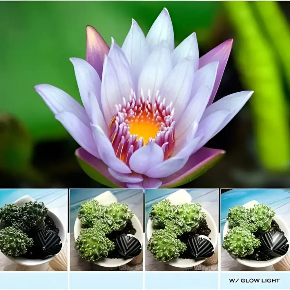 Glow face 3 in 1 photo lens lighting clip featuring a delicate lavender water lily design with vibrant yellow pink center