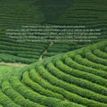 Lush emerald green tea bushes in neat rows representing hydrating green tea essence for green tea toner 100ml lotion