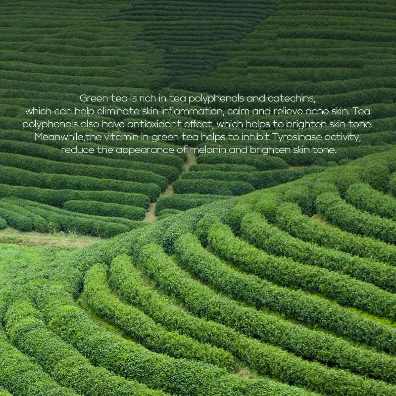 Lush emerald green tea bushes in neat rows representing hydrating green tea essence for green tea toner 100ml lotion