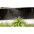 Green and white striped spider plant watered by adjustable lock type copper outdoor misting atomizing micro spray system