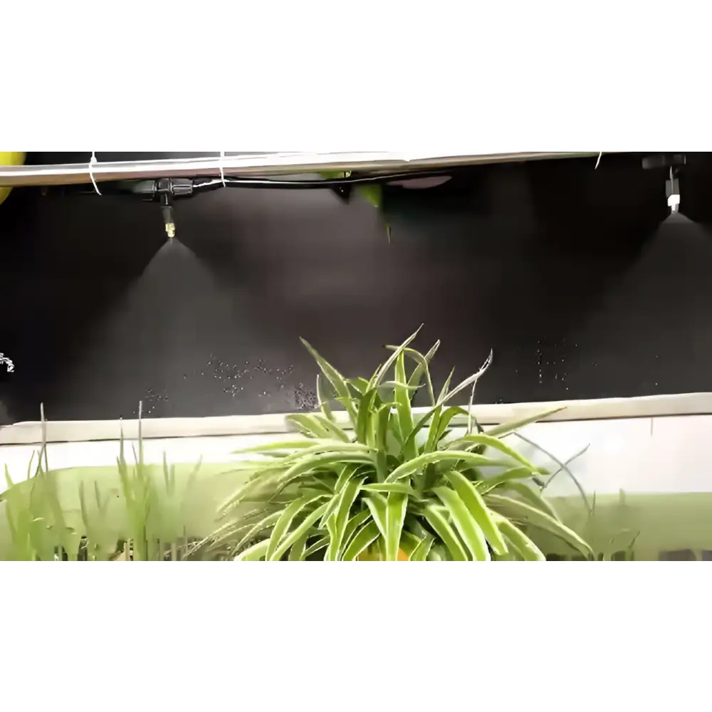 Green and white striped spider plant watered by adjustable lock type copper outdoor misting atomizing micro spray system