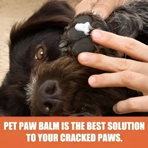 Eelhoe paw rescue natural dog paw balm in orange white tube for natural pet foot care to relieve cracking and protect claws