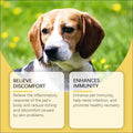 A tan and white beagle with floppy ears and dark eyes illustrating pet skin care herbal yeast supplement benefits