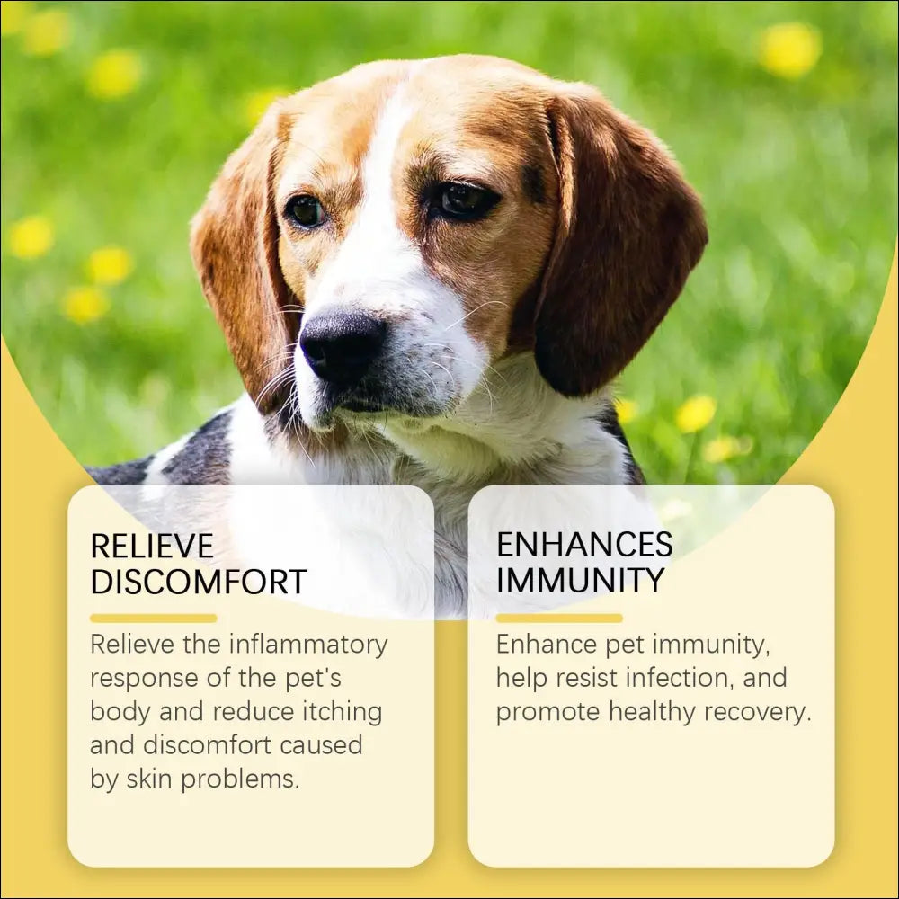 A tan and white beagle with floppy ears and dark eyes illustrating pet skin care herbal yeast supplement benefits