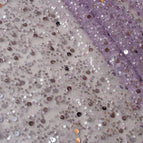 Lavender Purple / Free Size