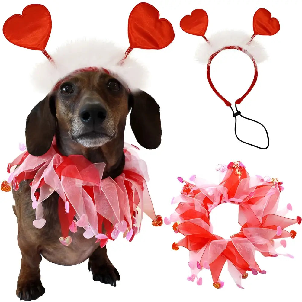 A dachshund wearing a valentine’s day pet scarf in red and pink sheer organza with heart embellishments for dog party decorations