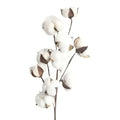 White artificial cotton stem featuring fluffy bolls with soft white fibers and brown cotton flower branches